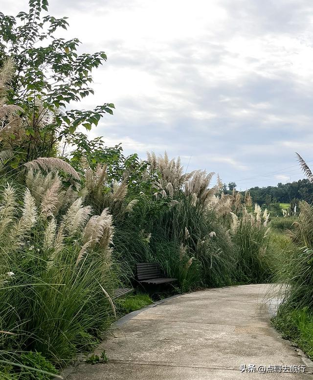 成都隐秘绿洲，三种景致如梦幻，超级惊艳，不要门票，公交直达！