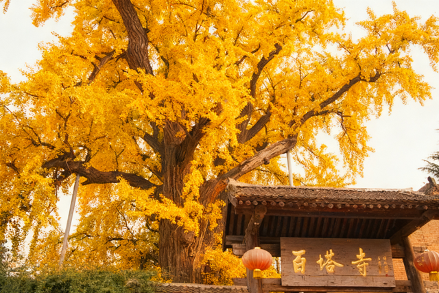 顶流回归！西安5个绝美银杏打卡地！