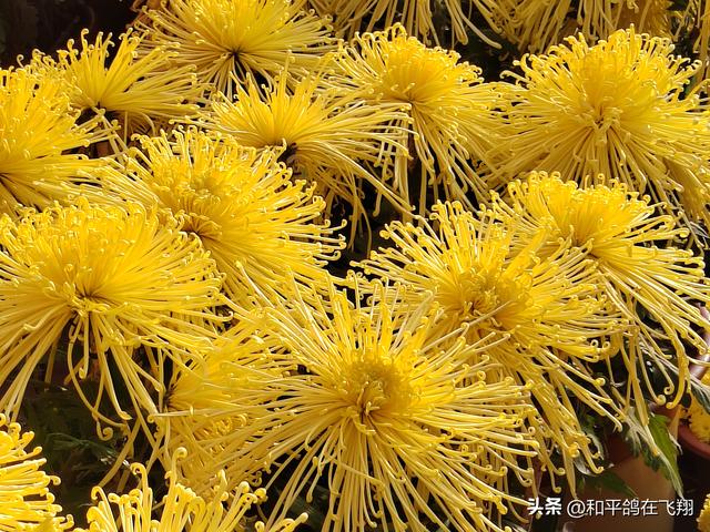 开封万岁山武侠城之约