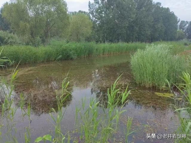我在微山湖湿地‖胡成江