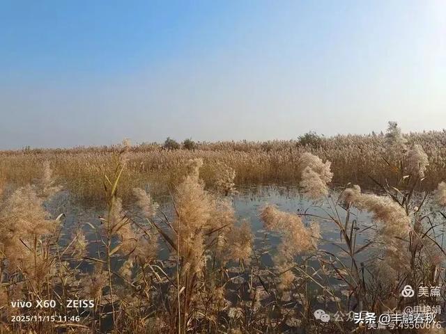 苇风载秋，鹤影映波——河北黄骅南大港湿地的初冬漫游｜ 申艳娟