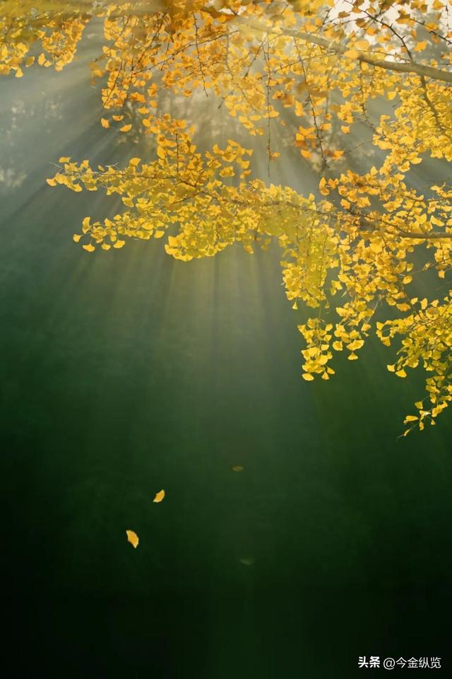 12月旅行去哪？这四季同框攻略，让你玩转冰雪、赏秋、寻花、避寒