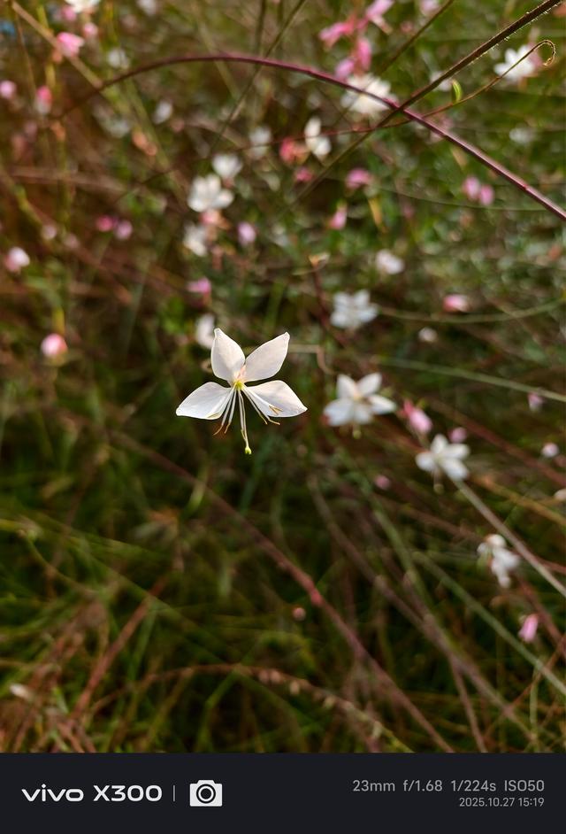 vivo X300上手体验：小屏旗舰的影像与性能巅峰之作