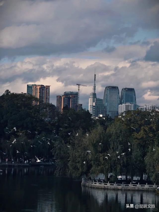 来啦来啦~红嘴鸥来大观公园啦！赏菊观鸥的快乐开始了🥰