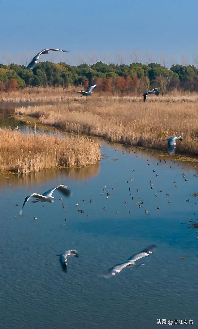 周末去打卡丨来吴江，“捡秋”！