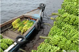 好歌赏析，听歌学英语 —— The Banana Boat Song 香蕉船之歌图片