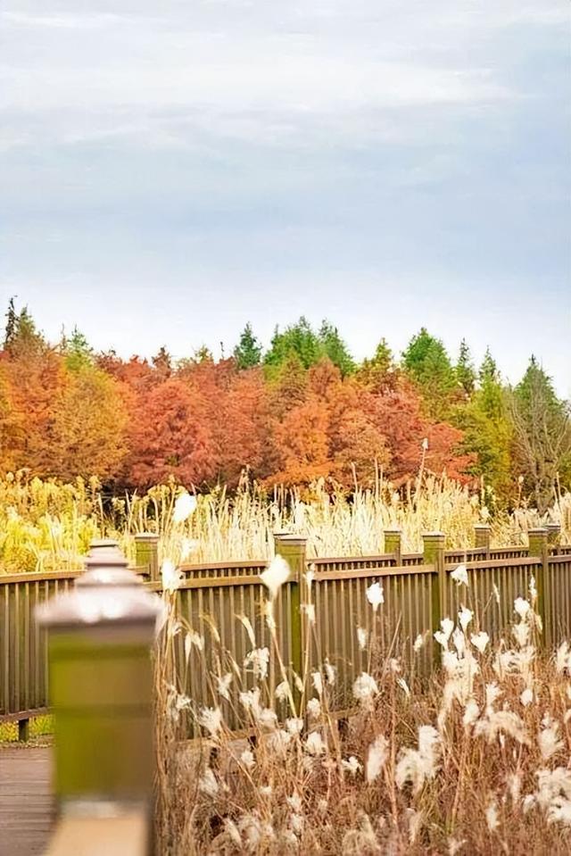 “植愈力”满分！金坛茅山秋冬植物大赏~