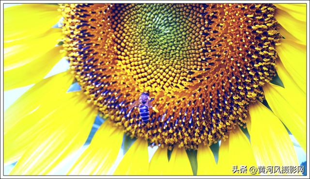 太行深处向阳花