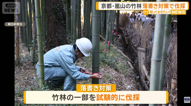 日本网红打卡地快被外国游客 “霍霍” 没了？京都岚山被逼砍竹林！