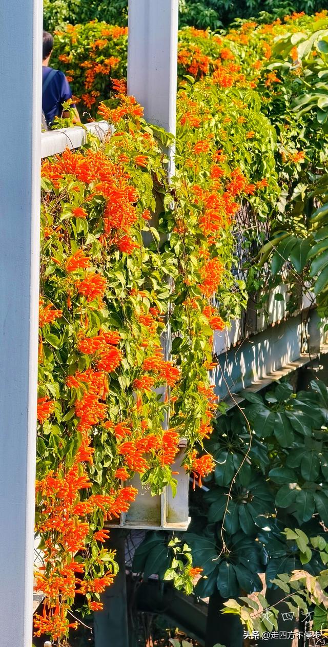 午间邂逅浓浓春意——深圳香蜜公园炮仗花开