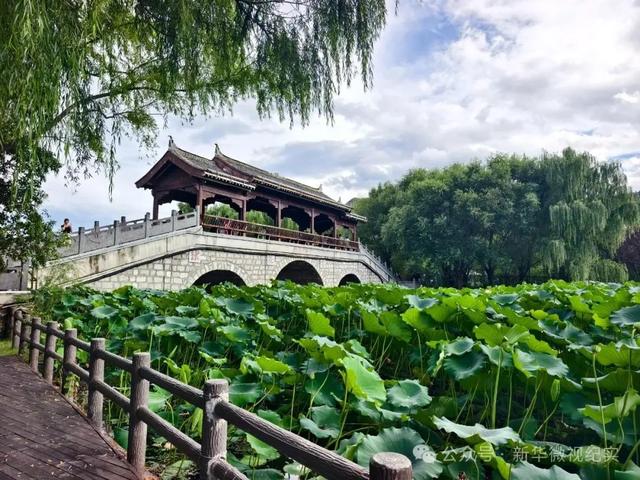 扎根污泥绽清姿：棣花古镇千亩荷花池遐思（作者：卫文龙）
