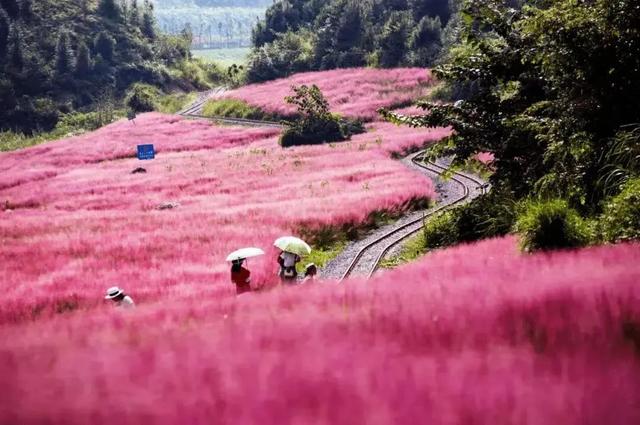 乡游黔中 · 长顺县 付家院村丨金菊翻浪映秋色,品味沉淀的时光