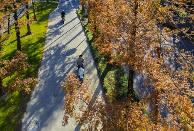 扬州长春路：半世纪水杉绘就生态走廊 “冬妆”