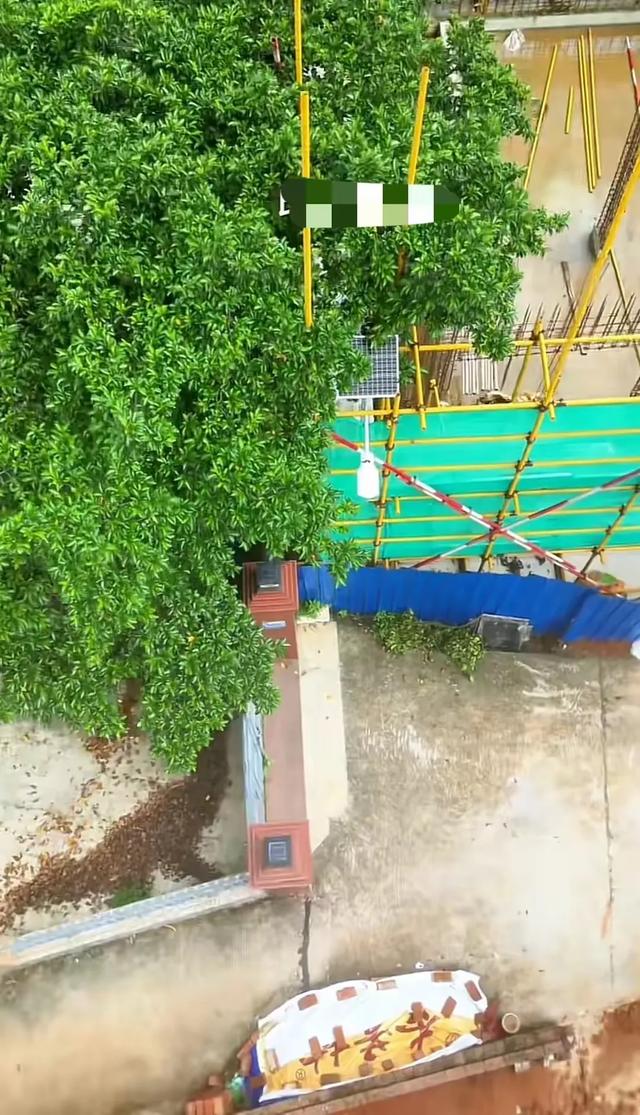 有苦说不出！全红婵家邻居不砍树的原因找到了，新房紧贴隔壁围墙