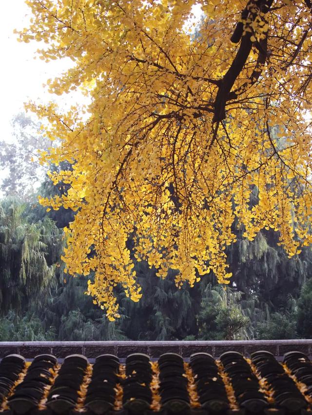 还起什么标题，美不美你们直接看！