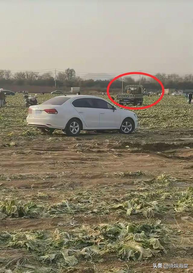 200亩白菜遭哄抢后续：损失超百万，菜农发声	，更过分的还在后面
