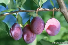 水果百科：乌梅图片