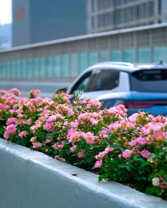 来汉口 逛江汉 解锁四季常新的江汉之美