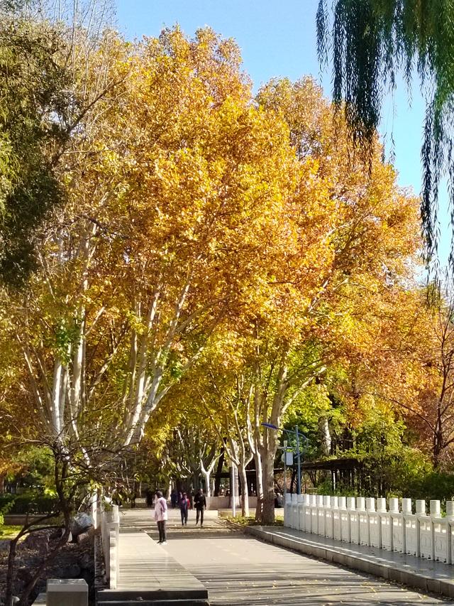 初冬，石家庄裕西公园落叶飘飘！
