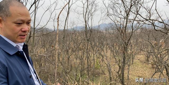 大别山现奇妙格局，内外层次分明，前方山峰成天然点缀