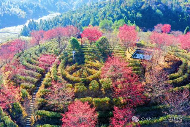 溪畔有乐、庭院有花、薯田有甜，周宁这个村把日子过成向往的模样