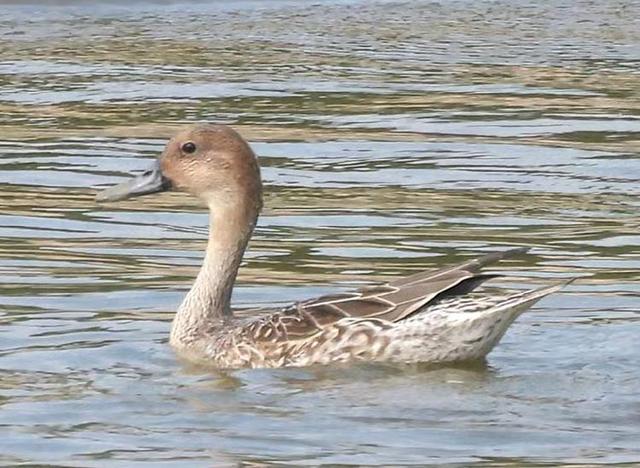 快乐的25/26深圳湾候鸟季