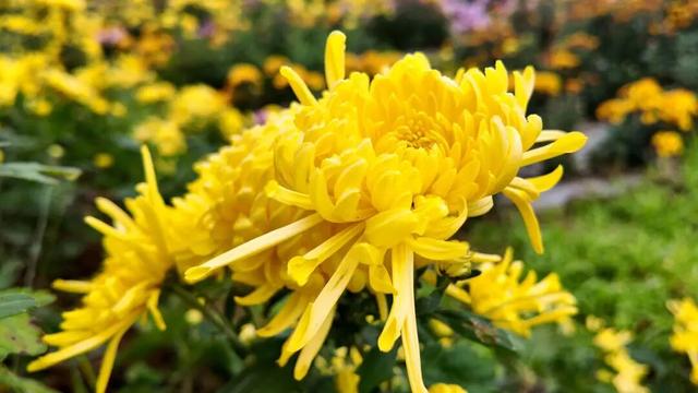 开了! 开了！金堂几百亩菊花已璀璨绽放，快去打卡！