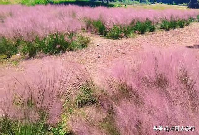 免费！成都最大面积粉黛草花海，粉色浪漫让人惊叹，地铁公交直达