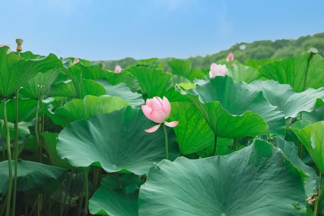 总感觉运气不好？别怪自己心理学:警惕身边这三种“ 能量吸血鬼”