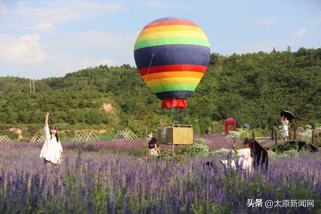 太原：游客徜徉紫色花海