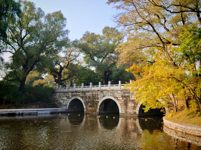 沈阳寻找银杏：从北陵到北塔