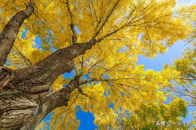 自驾营地：山东潍坊市免费床车房车停车场露营地，主要景点及美食