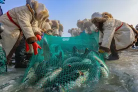 内陆盐碱地养海鲜，中国智慧有多牛？远销日俄马来“爆杀”核海鲜图片