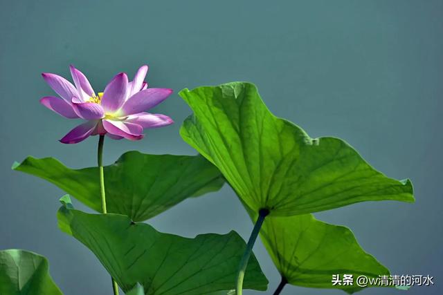 荷花是夏季里最曼妙的风景