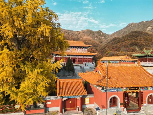 秋日顶流诞生！大鸿寨这棵千年银杏，把秋天染成了金色海洋！