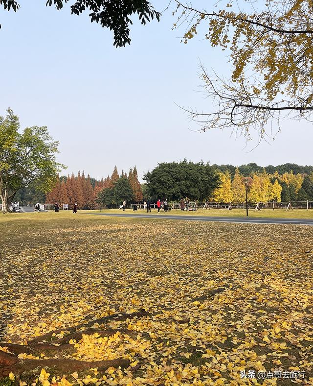 成都城市中的草原牧场，彩林比阿勒泰还美，公交车地铁直达！