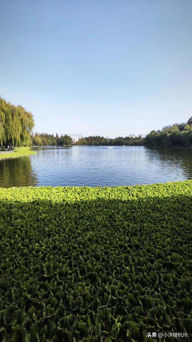 跟随树友们逛中国第一座现代植物园——浙大植物园