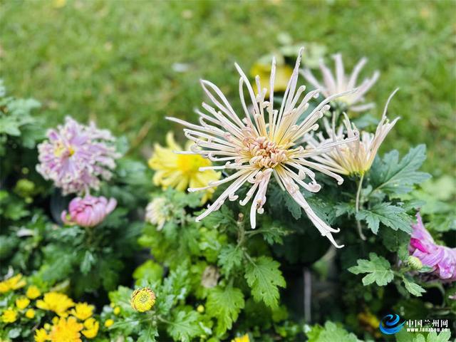 兰州植物园7000余盆菊花绘就秋日画卷