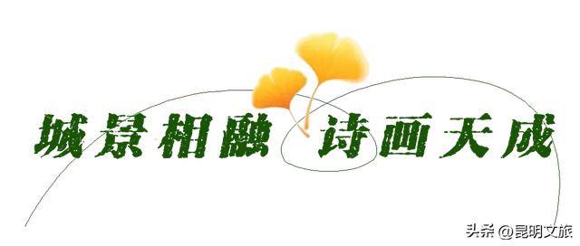 昆明冬日限定的金色浪漫,已加载完成!就藏在昆明这条街……