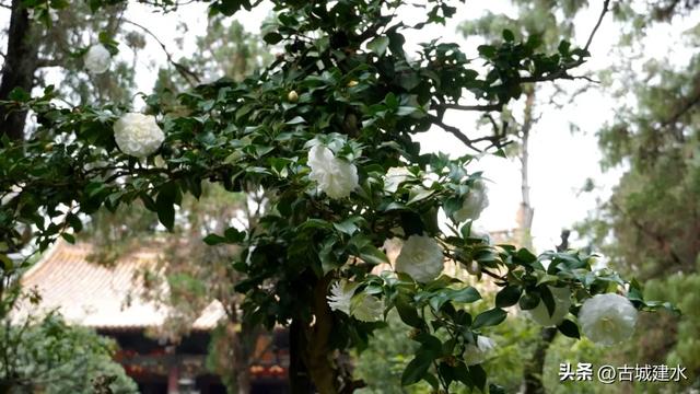 百年风骨，玉盏凝香！建水文庙三百岁白山茶迎盛花期