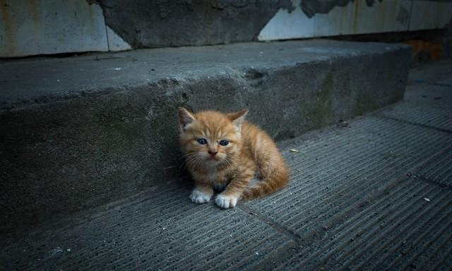 接流浪猫回家前，先看这5条“避坑指南”！我踩过的雷，你别再犯