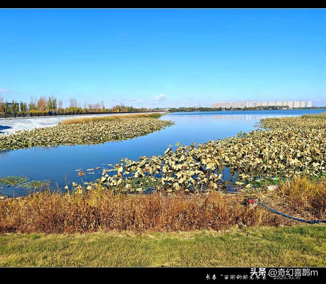 当代散文|长春西湖的湖光水色