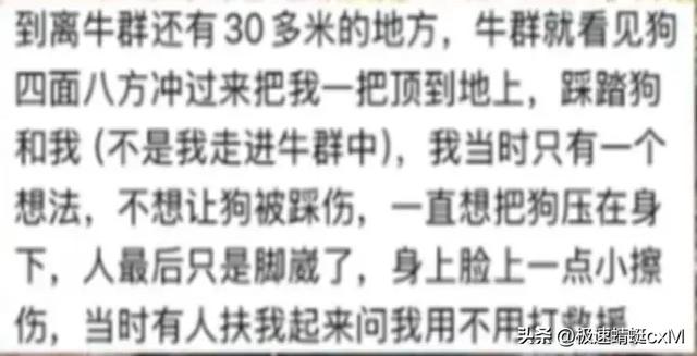 五台山牛群攻击游客反转！疑景区甩锅"挑衅"，当事人曝更多细节