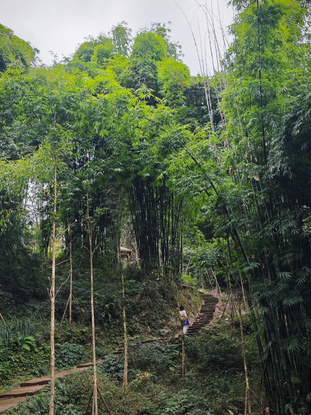 新发现的小众徒步路线！成都周边1.5h茶马古道，免费景美野趣十足
