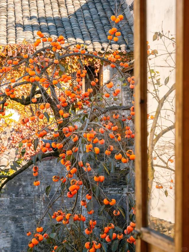 安徽一男子，因“老屋的一棵柿子树”走红，美成一幅画，好治愈吖