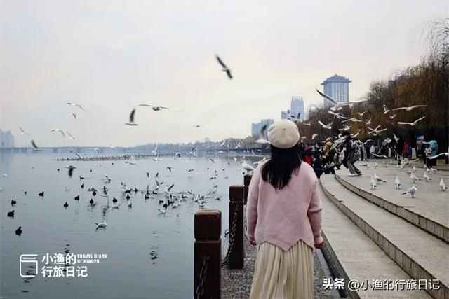 陕西这片“海”超浪漫！万千海鸥在此越冬，西安1小时直达！