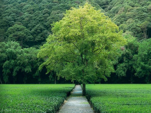 校长讲话稿：试卷讲评三不讲原则，试题讲解从讲不完到不用讲