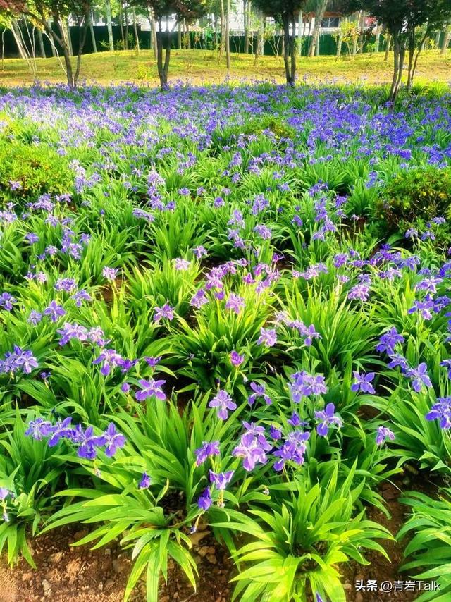 赏秋遇糟心，游客躲暴走族、劝阻遭无视，普通人咋破局？