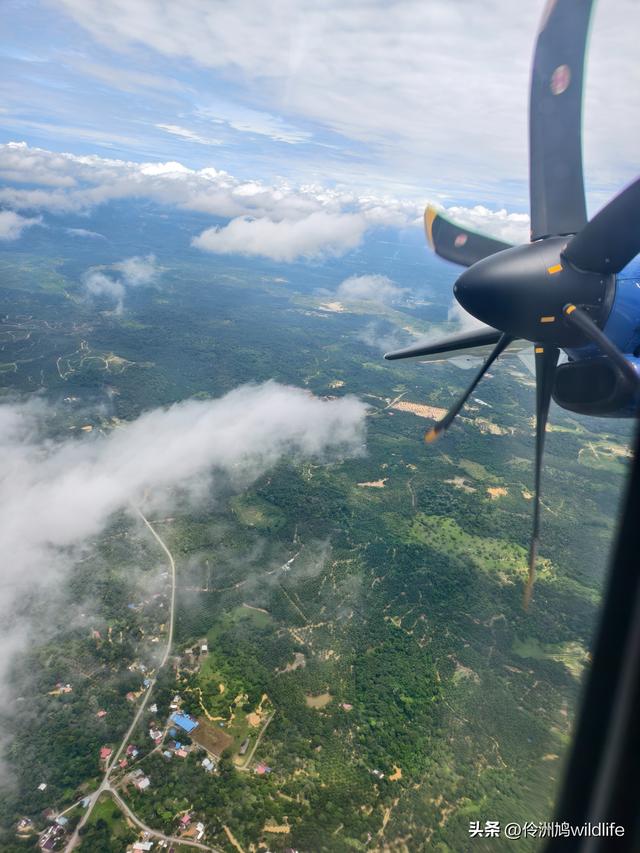 马来西亚(31)砂拉越州⑤姆鲁山canopy树冠高空漫游