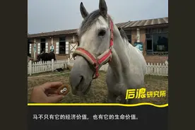 一个95后，花20万救一匹摔断腿的马，值吗？图片